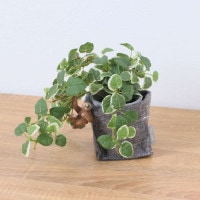 ����饤�� �ʥޥ���� �ץߥ� �ե���ȥݥå� 24cm��GLA-1529FA �����ƥ��ե�����륰�꡼�� �͹����տ�ʪ ���꡼��