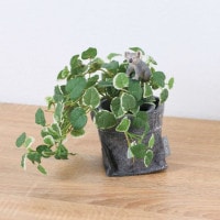 ����饤�� ������ �ץߥ� �ե���ȥݥå� 24cm��GLA-1529FB �����ƥ��ե�����륰�꡼�� �͹����տ�ʪ ���꡼��