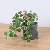 ����饤�� ����� �ץߥ� �ե���ȥݥå� 24cm��GLA-1529FC �����ƥ��ե�����륰�꡼�� �͹����տ�ʪ ���꡼��