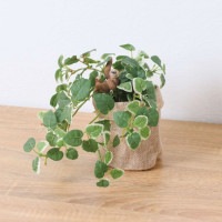 ����饤�� �ʥޥ���� �ץߥ� ��ݥå� 24cm��GLA-1529JA �����ƥ��ե�����륰�꡼�� �͹����տ�ʪ ���꡼��