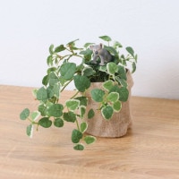 ����饤�� ������ �ץߥ� ��ݥå� 24cm��GLA-1529JB �����ƥ��ե�����륰�꡼�� �͹����տ�ʪ ���꡼��