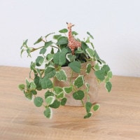 ����饤�� ����� �ץߥ� ��ݥå� 24cm��GLA-1529JC �����ƥ��ե�����륰�꡼�� �͹����տ�ʪ ���꡼��