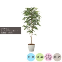 ���祯�Х��ȥͥꥳ1.8m��GLPA-068 �����ƥ��ե�����륰�꡼�� �͹����տ�ʪ ȭ�դ����꡼��