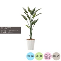 ���祯�Х����ȥ����1.6m��GLPA-071 �����ƥ��ե�����륰�꡼�� �͹����տ�ʪ ȭ�դ����꡼��