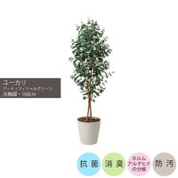 ���祯�Х��桼����1.6m��GLPA-075 �����ƥ��ե�����륰�꡼�� �͹����տ�ʪ ȭ�դ����꡼��