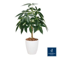 �ѥ���꡼�եĥ꡼ 72cm��GLPA-078 �����ƥ��ե�����륰�꡼�� �͹����տ�ʪ ȭ�դ����꡼��