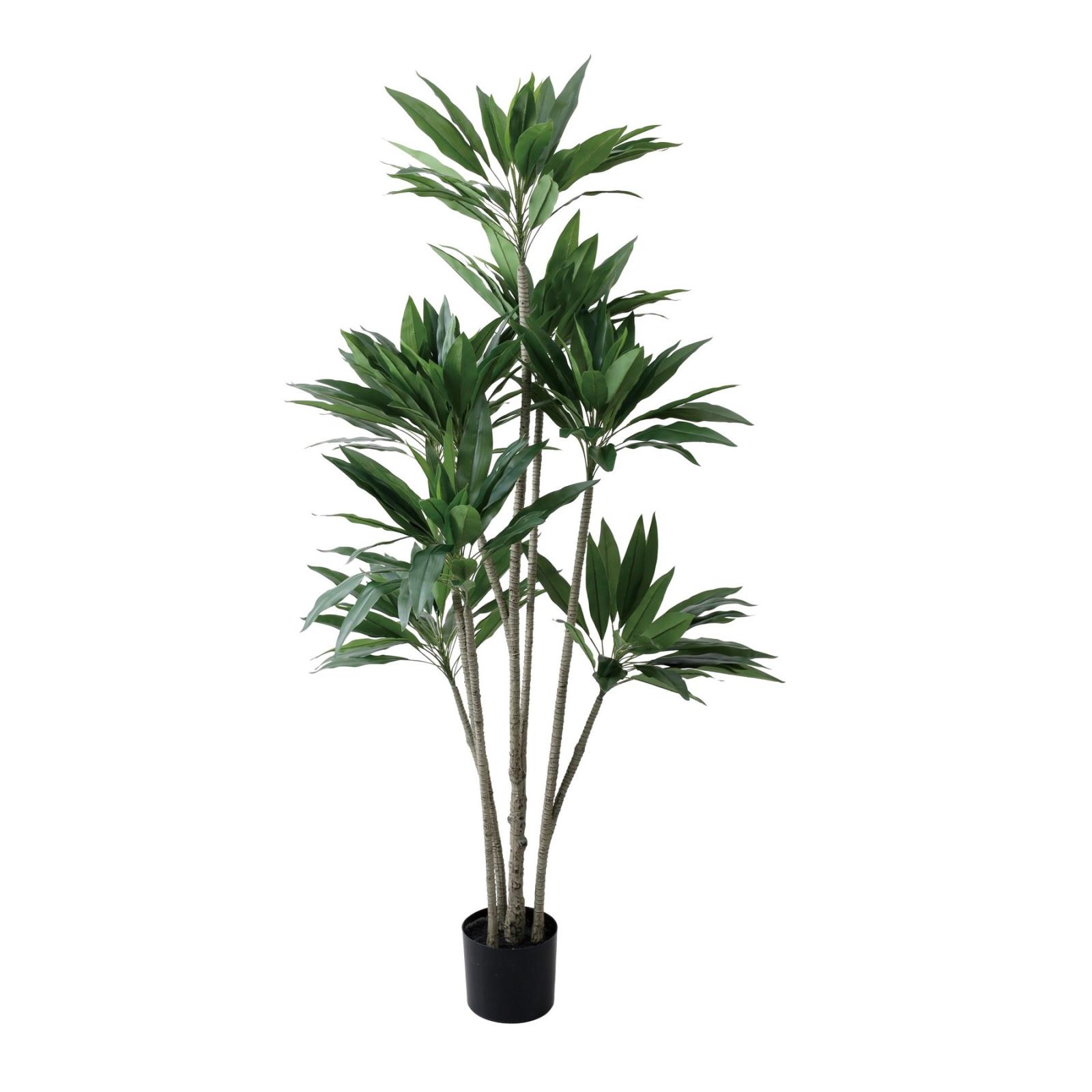 ドラセナ・ストリクタ　♻️リユース観葉植物 ドラセナ・ストリクタ ♻️リユース観葉植物 【公式通販】