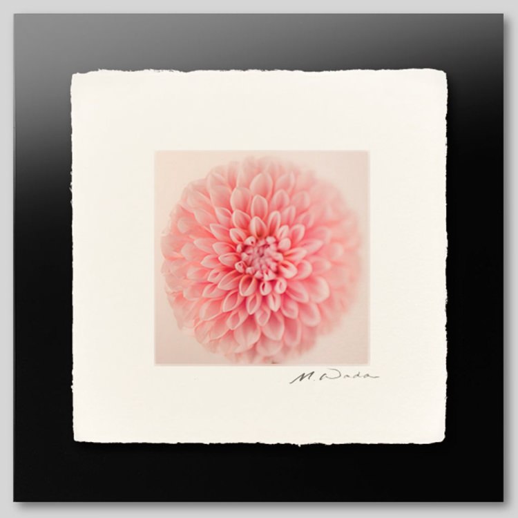 IGREBOW �֤μ̿� �ԥ󥯤Υ��ꥢ��[�»� 1��1] ��������ܥ� ����ƥꥢ�ե��� �ԥ����㡼������ �̿�