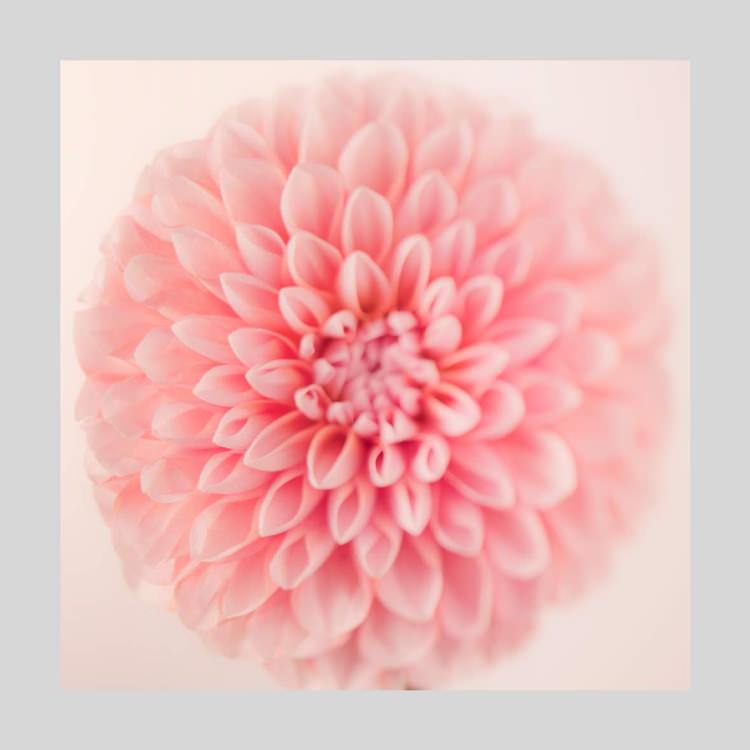 IGREBOW �֤μ̿� �ԥ󥯤Υ��ꥢ��[���å� 1��1] ��������ܥ� ����ƥꥢ�ե��� �ԥ����㡼������ �̿�