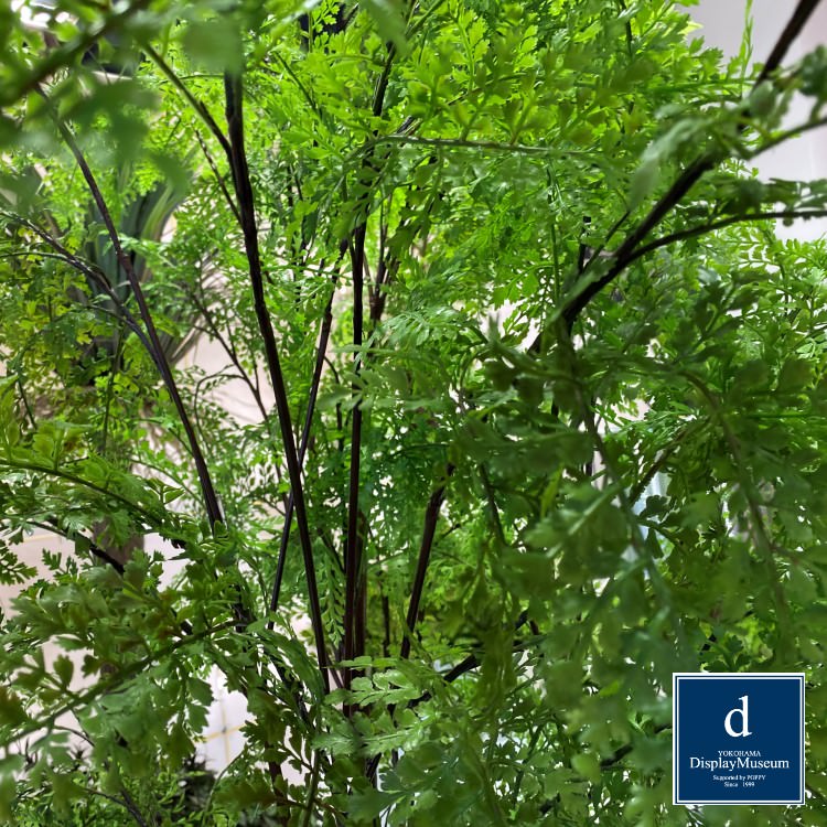 ���꡼�󥢥�󥸥��� (�ե�����ʥ����ϡ�)200cm�ò��ͥǥ����ץ쥤�ߥ塼������ FBCD-5003 �����ƥ��ե�����륰�꡼�� ���꡼�󥢥�󥸥��� ¤�� �١����դ�