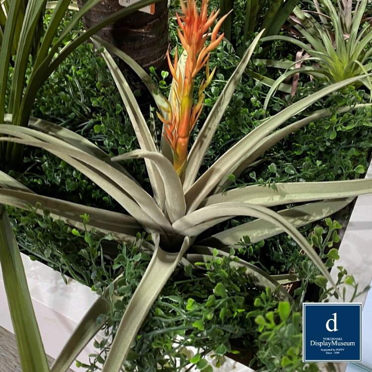 ꡼󥢥󥸥 ()200cmòͥǥץ쥤ߥ塼 FBCD-5004 ƥե륰꡼ ꡼󥢥󥸥 ¤ ١դ