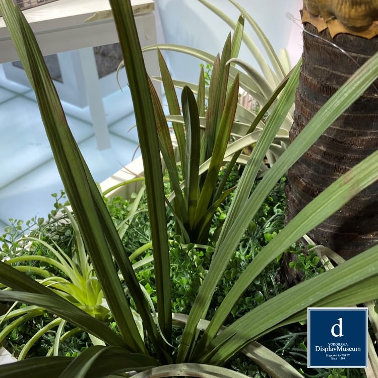 ꡼󥢥󥸥 ()200cmòͥǥץ쥤ߥ塼 FBCD-5004 ƥե륰꡼ ꡼󥢥󥸥 ¤ ١դ