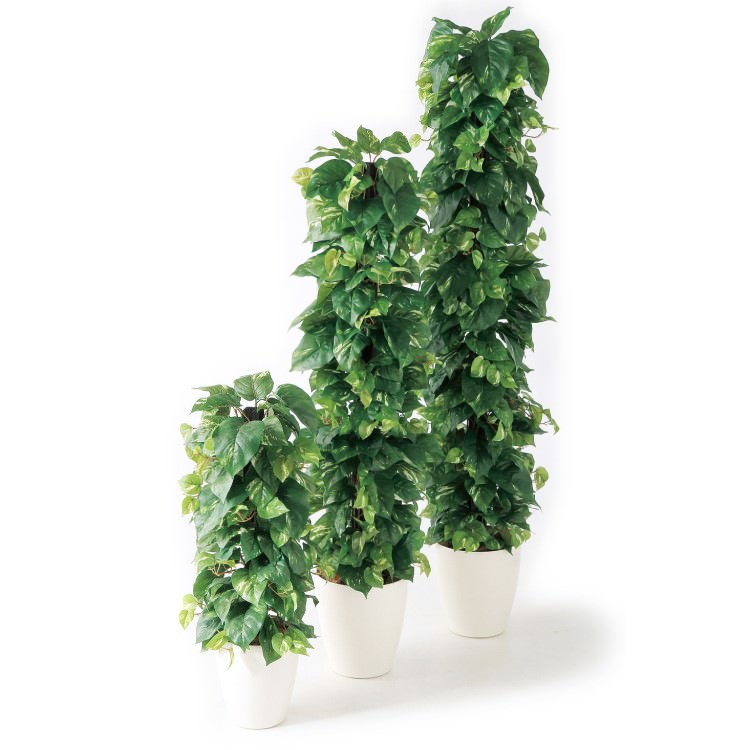 ݥȥإ-DX W35H150cmTK91306 ƥե륰꡼ ͹տʪ ͹ ȭդ꡼