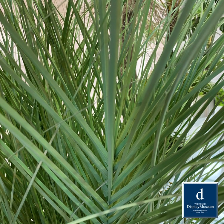 ���꡼�󥢥�󥸥��� (���饹)170cm�ò��ͥǥ����ץ쥤�ߥ塼������ FBCD-5005 �����ƥ��ե�����륰�꡼�� ���꡼�󥢥�󥸥��� ¤�� �١����դ�