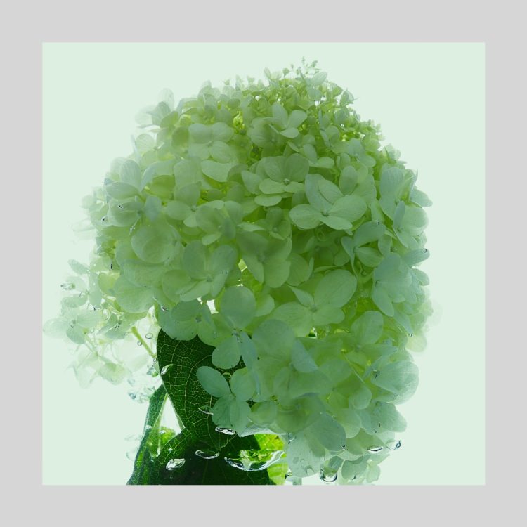 IGREBOW ɤ餰[å 11] ܥ ƥꥢե ԥ㡼 ̿