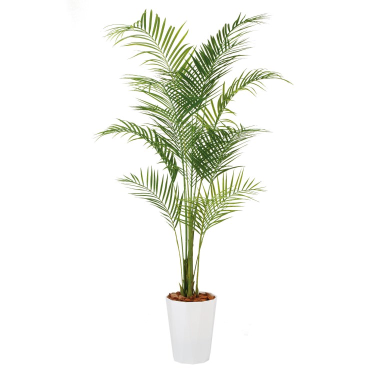 쥫䥷 PE W100H200cmTK99153 ƥե륰꡼ ͹տʪ ͹ ȭդ꡼