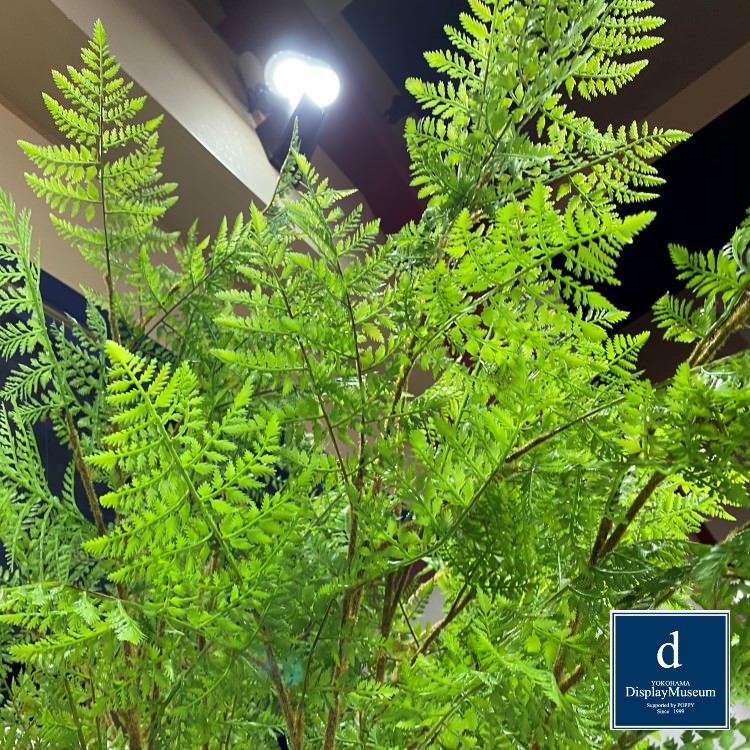 ���꡼�󥢥�󥸥��� (�ե�����ʥ����ϡ�)270cm�ò��ͥǥ����ץ쥤�ߥ塼������ FBCD-5009 �����ƥ��ե�����륰�꡼�� ���꡼�󥢥�󥸥��� ¤�� �١����դ�