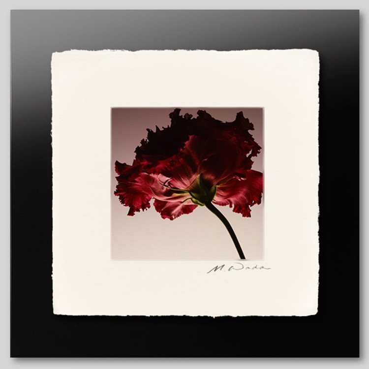 IGREBOW ֤ȥ륳祦[» 11] ܥ ƥꥢե ԥ㡼 ̿