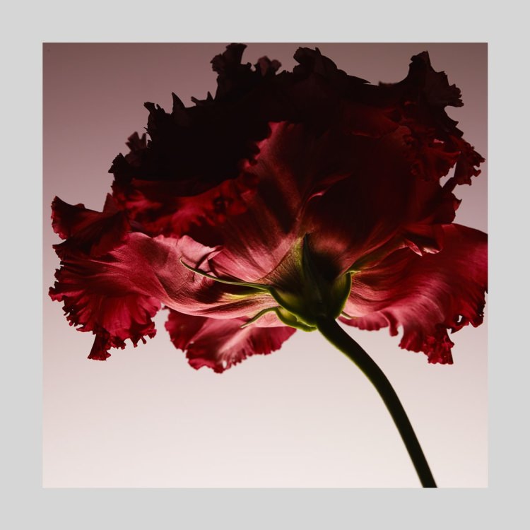 IGREBOW ֤ȥ륳祦[» 11] ܥ ƥꥢե ԥ㡼 ̿