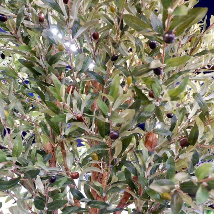 ꡼ 240cmGLP-1489 ƥե륰꡼ ͹տʪ ꡼