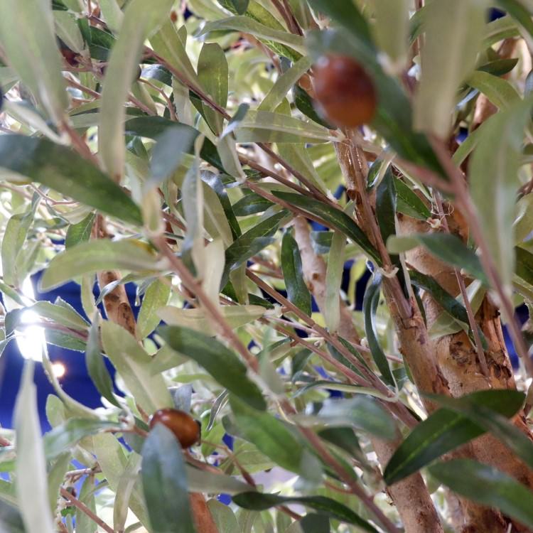 ꡼ 240cmGLP-1489 ƥե륰꡼ ͹տʪ ꡼