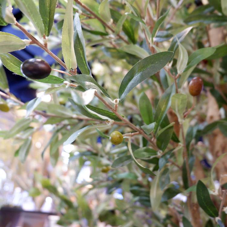 ꡼ 240cmGLP-1489 ƥե륰꡼ ͹տʪ ꡼