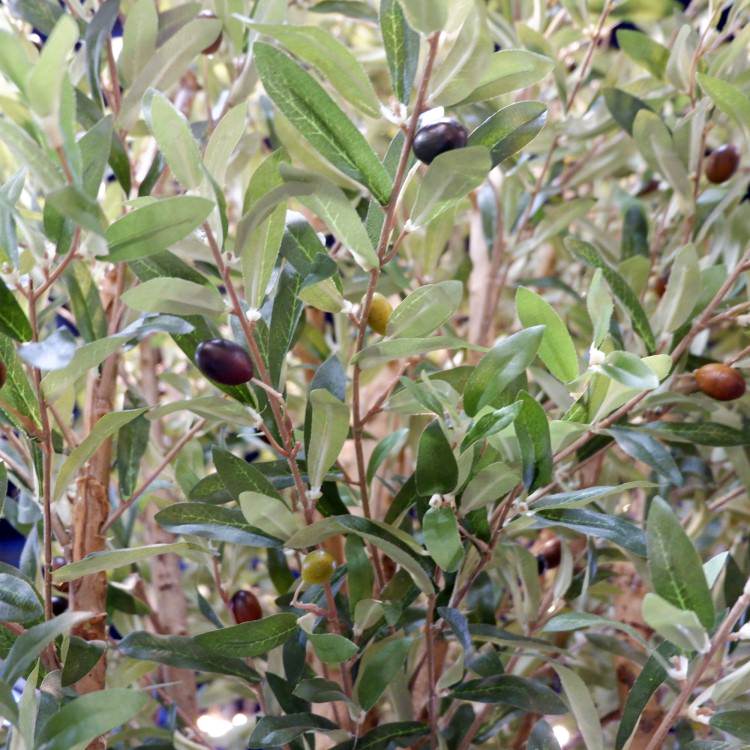 ꡼ 240cmGLP-1489 ƥե륰꡼ ͹տʪ ꡼