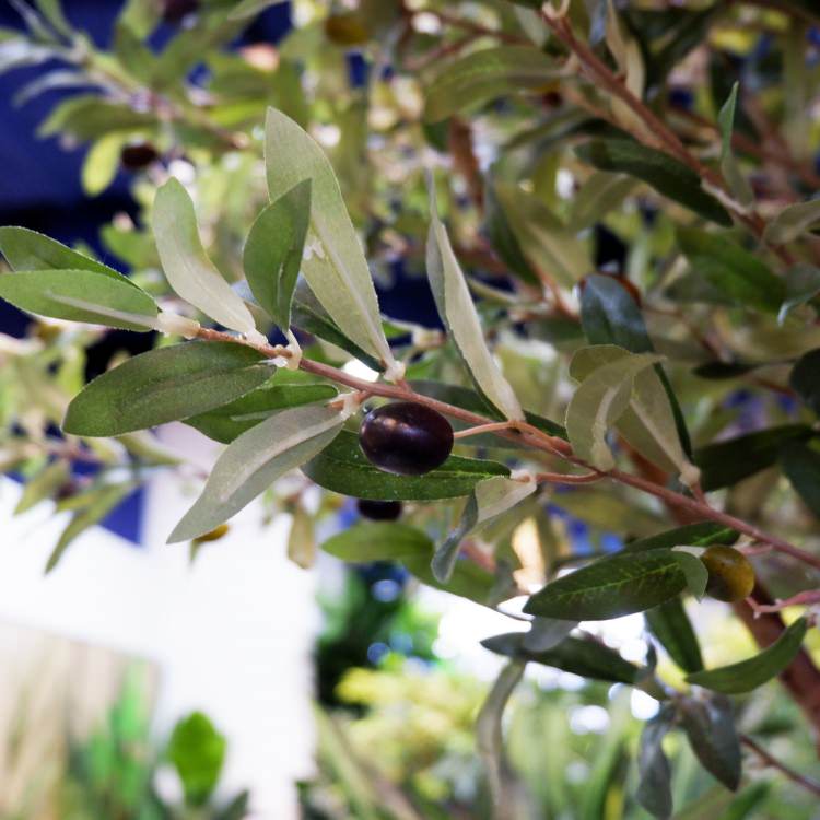 ꡼ 240cmGLP-1489 ƥե륰꡼ ͹տʪ ꡼