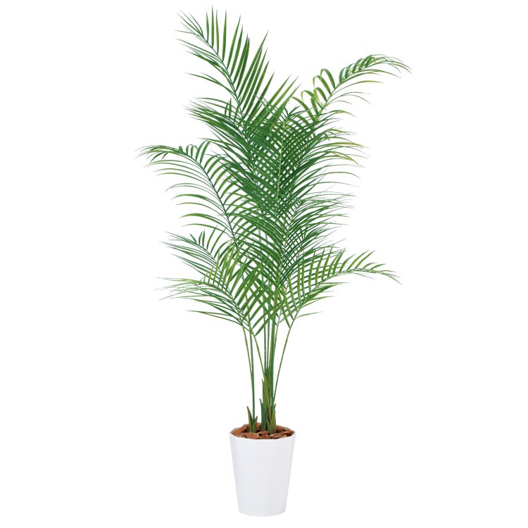 쥫䥷 PE W80H180cmTK99156 ƥե륰꡼ ͹տʪ ͹ ȭդ꡼