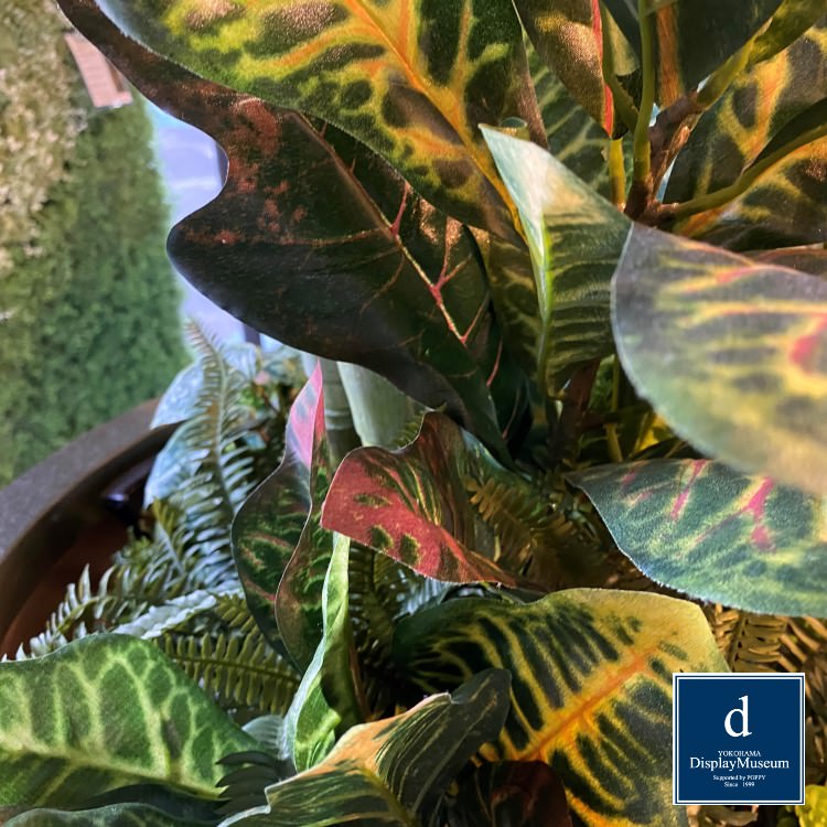 ꡼󥢥󥸥 (쥫䥷)270cmòͥǥץ쥤ߥ塼 FBCD-5011 ƥե륰꡼ ꡼󥢥󥸥 ¤ ١դ