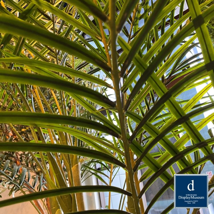 ꡼󥢥󥸥 (쥫䥷)270cmòͥǥץ쥤ߥ塼 FBCD-5011 ƥե륰꡼ ꡼󥢥󥸥 ¤ ١դ