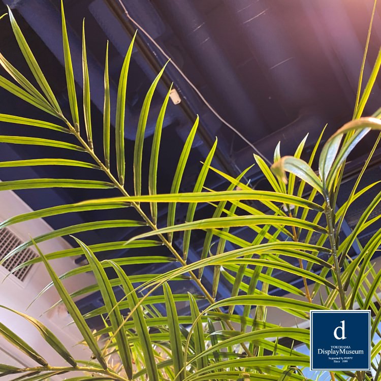 ꡼󥢥󥸥 (쥫䥷)270cmòͥǥץ쥤ߥ塼 FBCD-5011 ƥե륰꡼ ꡼󥢥󥸥 ¤ ١դ