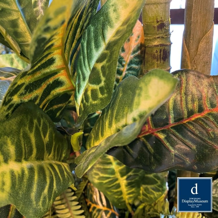 ꡼󥢥󥸥 (쥫䥷)270cmòͥǥץ쥤ߥ塼 FBCD-5011 ƥե륰꡼ ꡼󥢥󥸥 ¤ ١դ