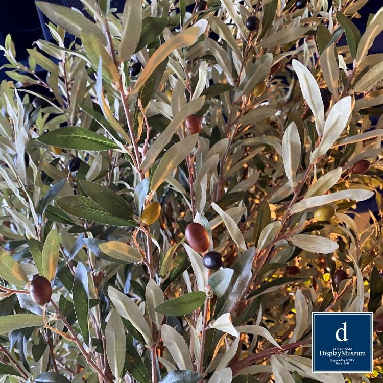 ꡼󥢥󥸥 (꡼)270cmòͥǥץ쥤ߥ塼 FBCD-5012 ƥե륰꡼ ꡼󥢥󥸥 ¤ ١դ