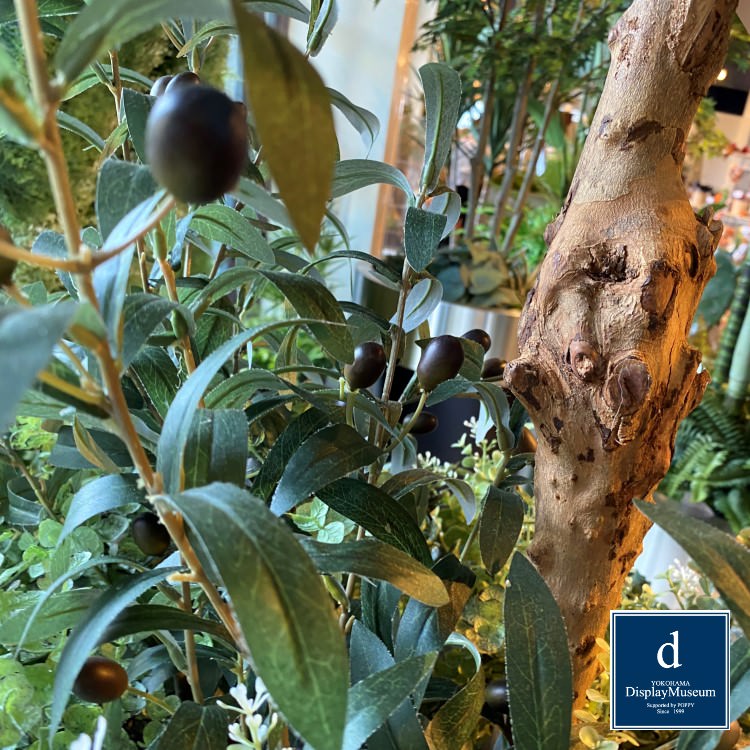 ꡼󥢥󥸥 (꡼)270cmòͥǥץ쥤ߥ塼 FBCD-5012 ƥե륰꡼ ꡼󥢥󥸥 ¤ ١դ