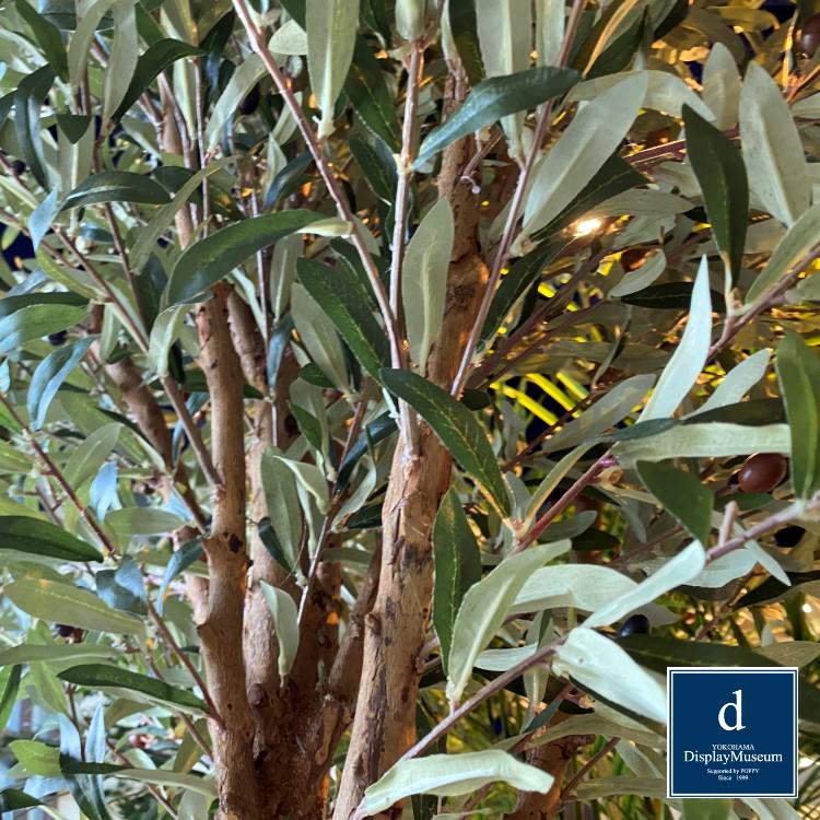 ꡼󥢥󥸥 (꡼)270cmòͥǥץ쥤ߥ塼 FBCD-5012 ƥե륰꡼ ꡼󥢥󥸥 ¤ ١դ