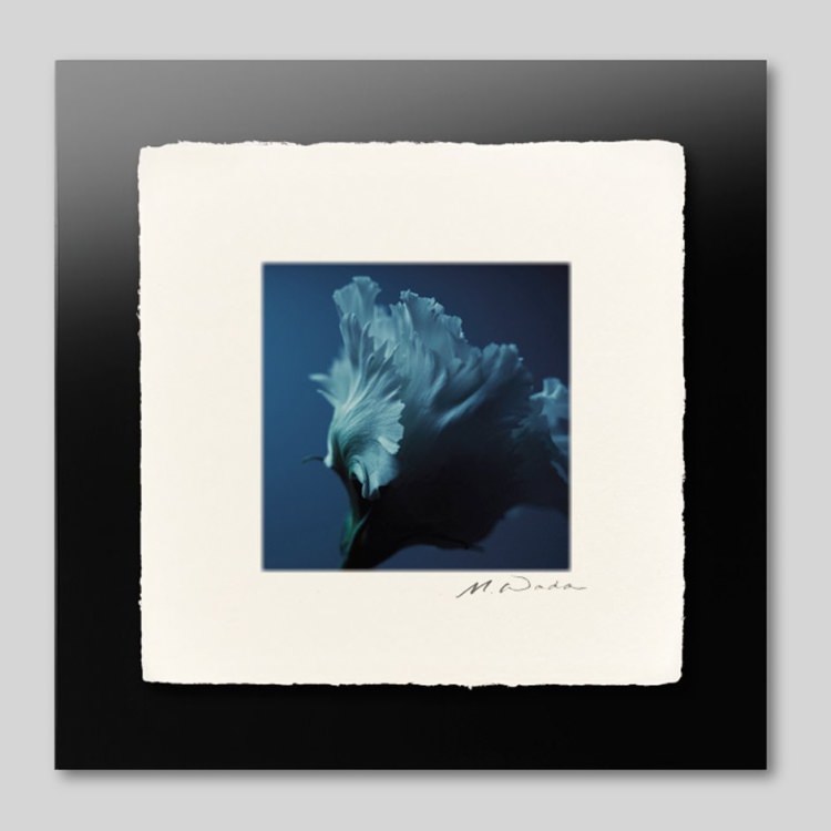 IGREBOW �ȥ륳�����祦��[�»� 1��1] ��������ܥ� ����ƥꥢ�ե��� �ԥ����㡼������ �̿�