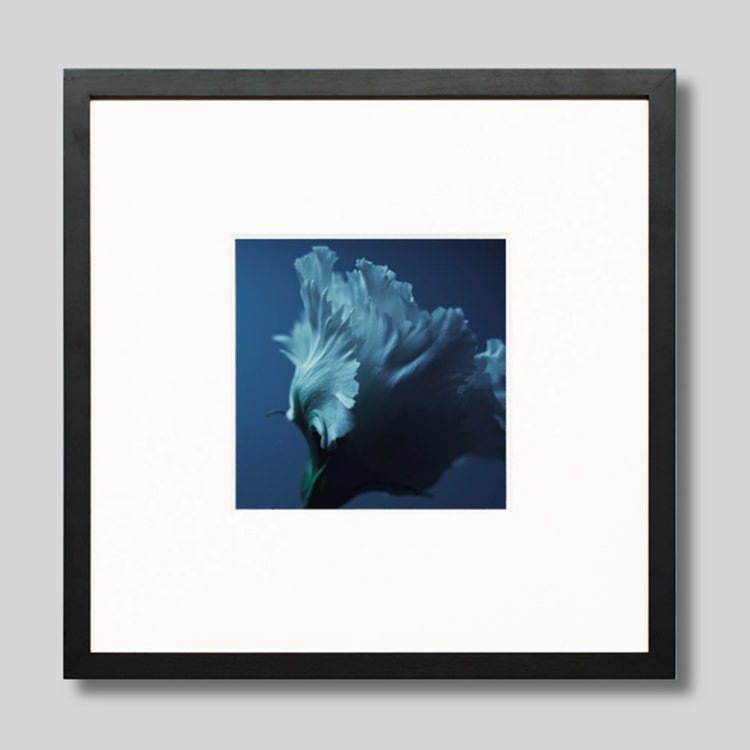 IGREBOW ȥ륳祦[å 11] ܥ ƥꥢե ԥ㡼 ̿