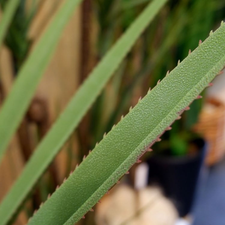 ٥ƥʡ 160cmGLP-1493 ƥե륰꡼ ͹տʪ ꡼