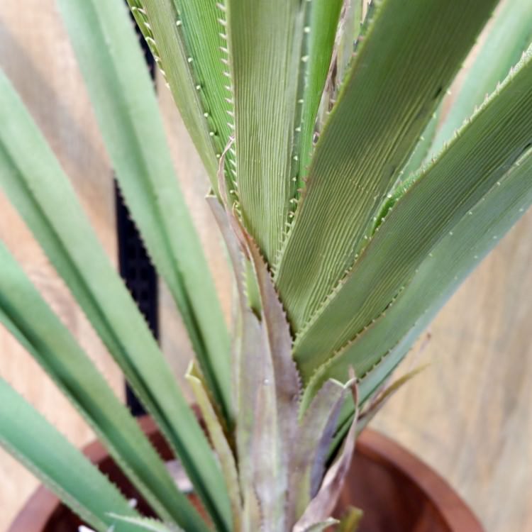 ٥ƥʡ 160cmGLP-1493 ƥե륰꡼ ͹տʪ ꡼