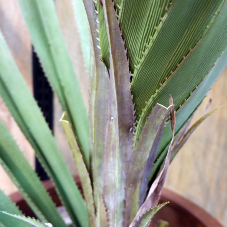 ٥ƥʡ 160cmGLP-1493 ƥե륰꡼ ͹տʪ ꡼