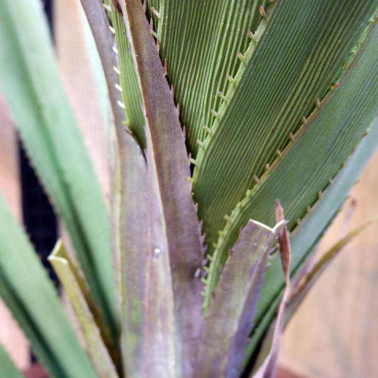 ٥ƥʡ 160cmGLP-1493 ƥե륰꡼ ͹տʪ ꡼