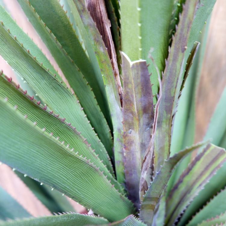 ٥ƥʡ 160cmGLP-1493 ƥե륰꡼ ͹տʪ ꡼