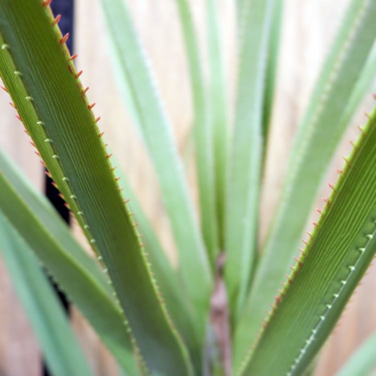 ٥ƥʡ 160cmGLP-1493 ƥե륰꡼ ͹տʪ ꡼