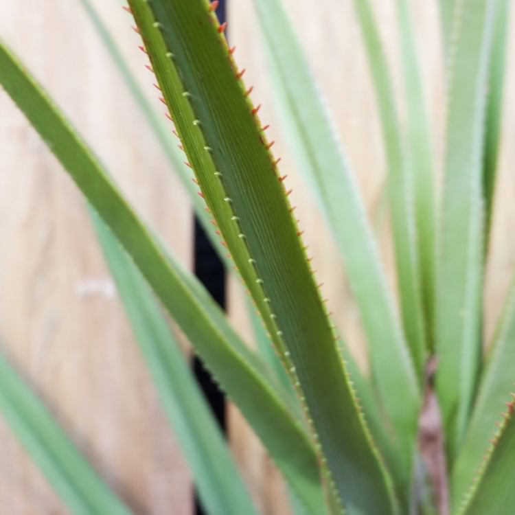 ٥ƥʡ 160cmGLP-1493 ƥե륰꡼ ͹տʪ ꡼