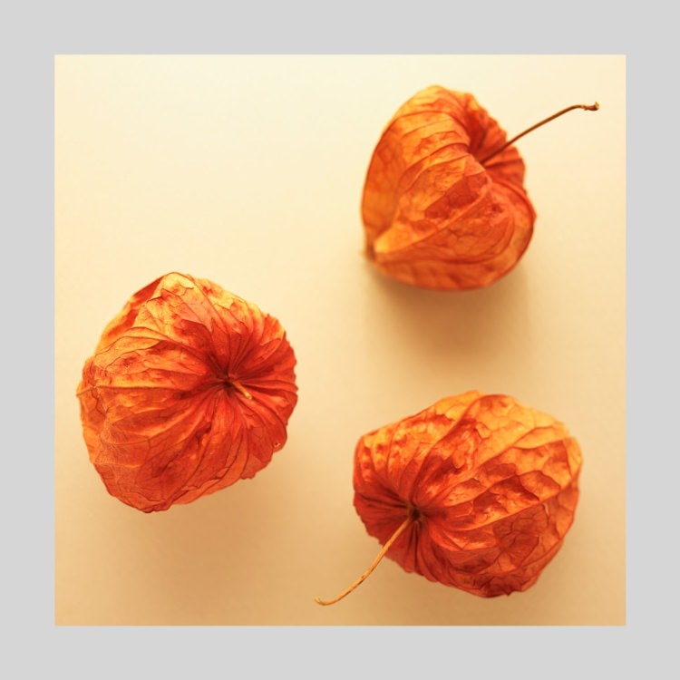 IGREBOW ۤ[å 11] ܥ ƥꥢե ԥ㡼 ̿