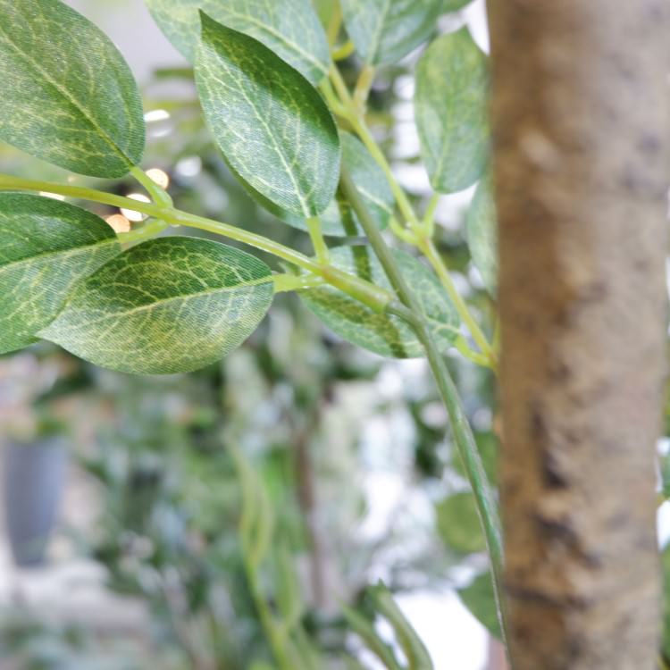 �ȥͥꥳ 180cm��GLP-1497 �����ƥ��ե�����륰�꡼�� �͹����տ�ʪ ���꡼��