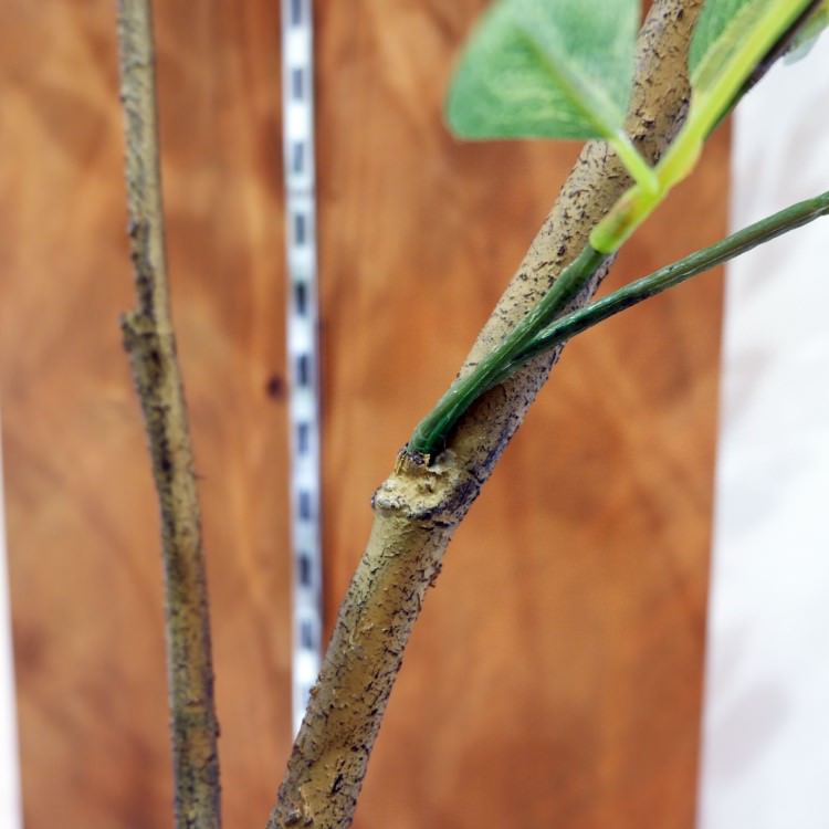 �ȥͥꥳ 180cm��GLP-1497 �����ƥ��ե�����륰�꡼�� �͹����տ�ʪ ���꡼��