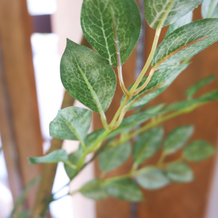 �ȥͥꥳ 180cm��GLP-1497 �����ƥ��ե�����륰�꡼�� �͹����տ�ʪ ���꡼��