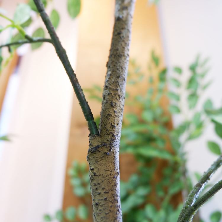 �ȥͥꥳ 180cm��GLP-1497 �����ƥ��ե�����륰�꡼�� �͹����տ�ʪ ���꡼��